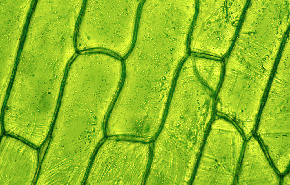 Chlorofyl - poklad, který ukrývá Chlorella - Nupreme.com